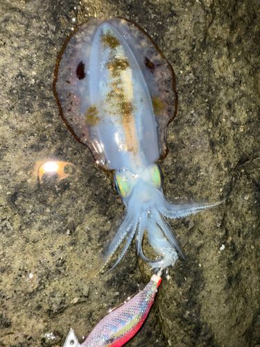 アオリイカの釣果