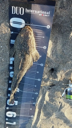 マゴチの釣果