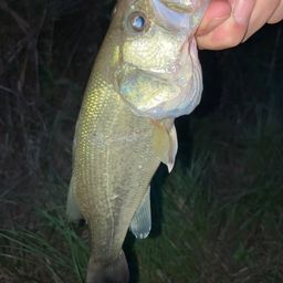 ラージマウスバス