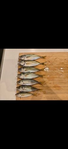 マアジの釣果