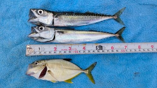 オニヒラアジの釣果