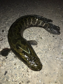 ライギョの釣果