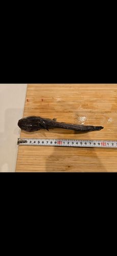 ゴンズイの釣果