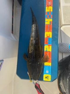マゴチの釣果