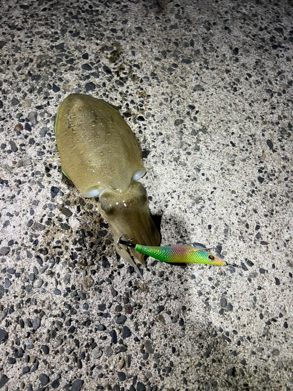 コウイカ