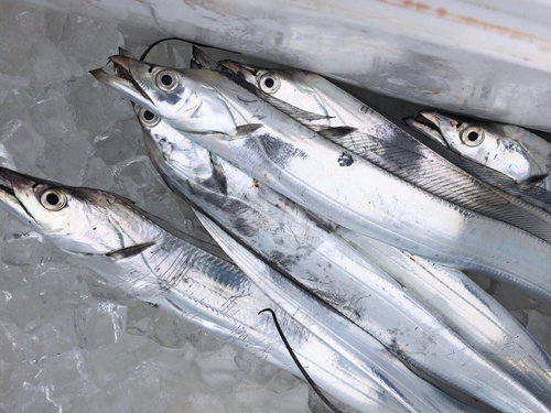 タチウオの釣果