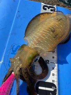 アオリイカの釣果