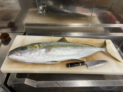 ヒラマサの釣果