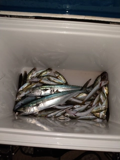 サゴシの釣果