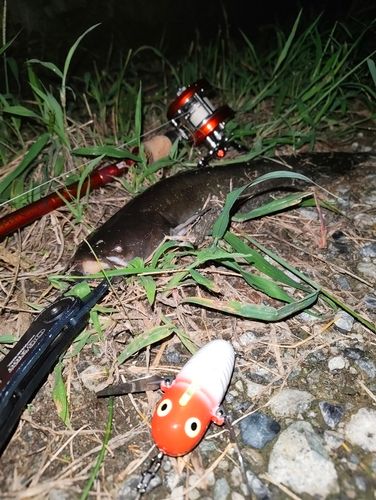 ナマズの釣果