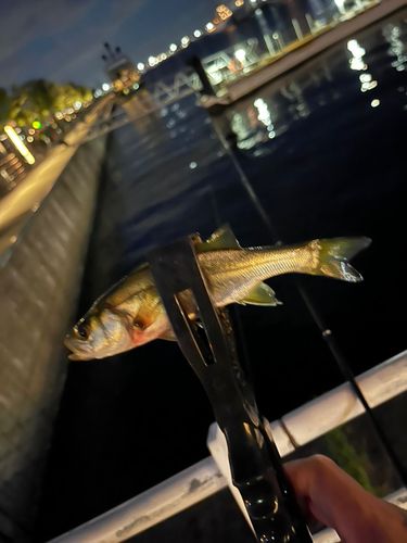 シーバスの釣果