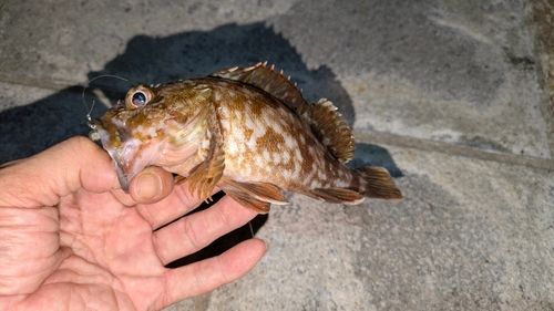ガシラの釣果
