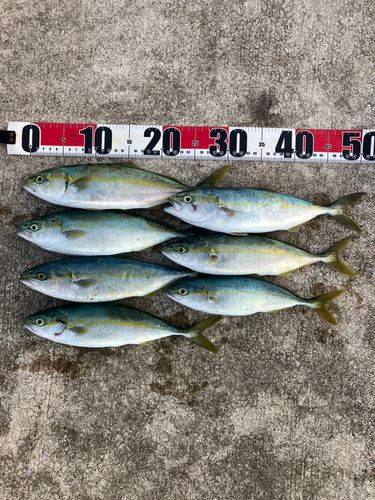 コゾクラの釣果
