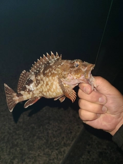 イソギンポの釣果