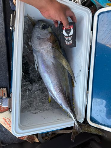 メバチマグロの釣果