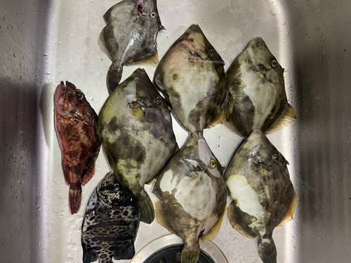 カワハギの釣果