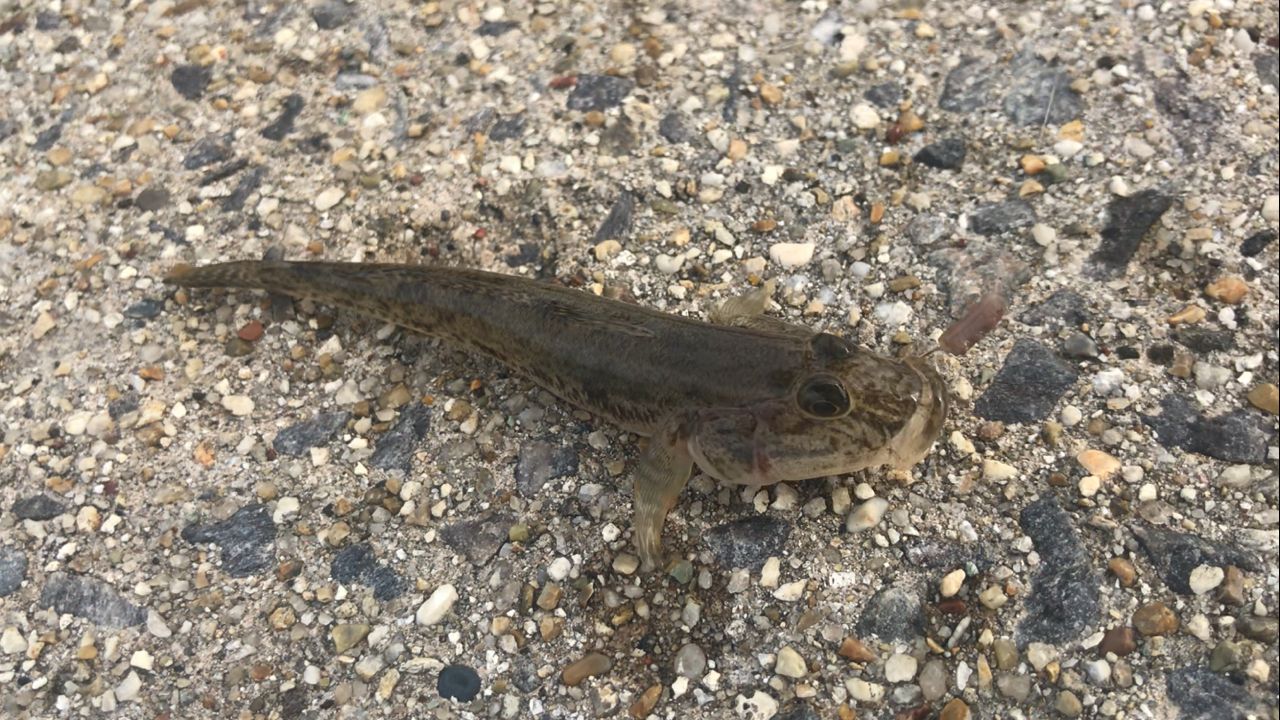 マハゼ