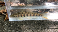 アマゴの釣果