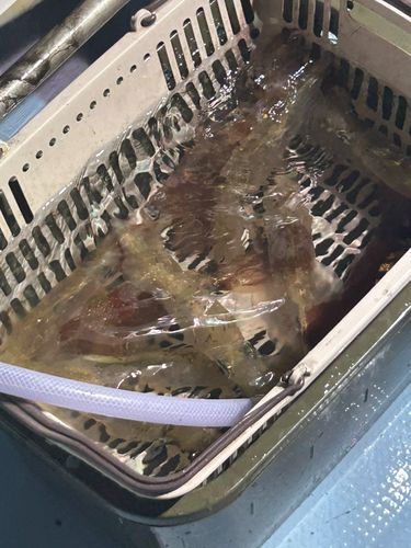 ケンサキイカの釣果