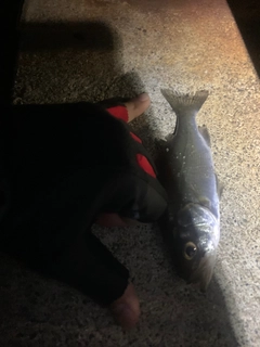 セイゴ（マルスズキ）の釣果