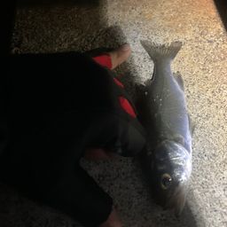 セイゴ（マルスズキ）