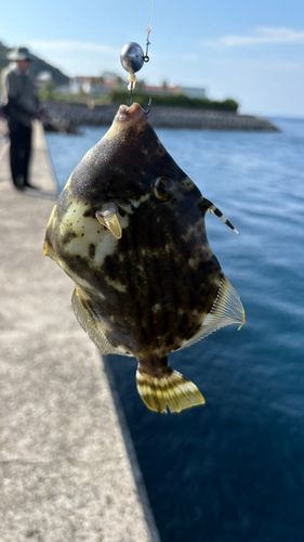 カワハギの釣果