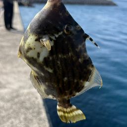 カワハギ