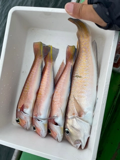 シロアマダイの釣果