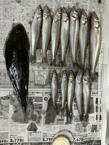 キスの釣果