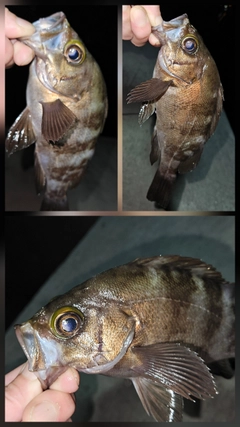 メバルの釣果