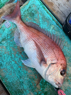 マダイの釣果