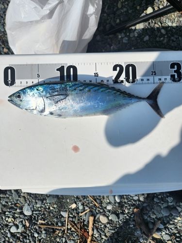 ソウダガツオの釣果