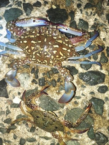ワタリガニの釣果