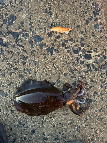 アオリイカの釣果