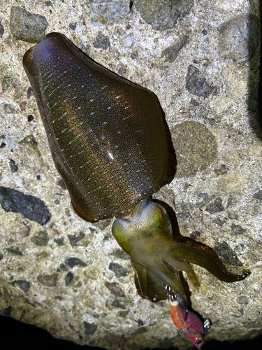 アオリイカの釣果