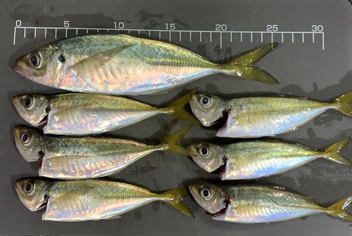 アジの釣果