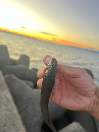 ハゼの釣果