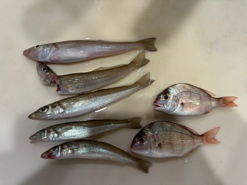 しまなみ海道