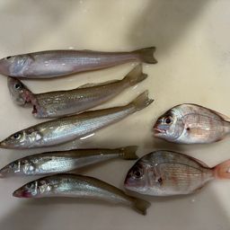 シロギス