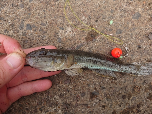 マハゼの釣果