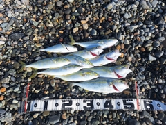 ワカシの釣果