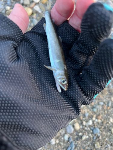 アユの釣果