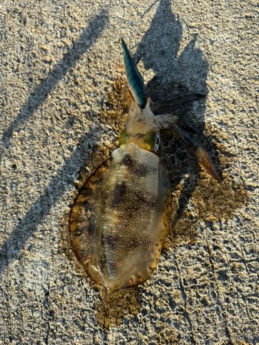 アオリイカの釣果