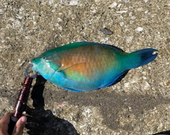 イラブチャーの釣果