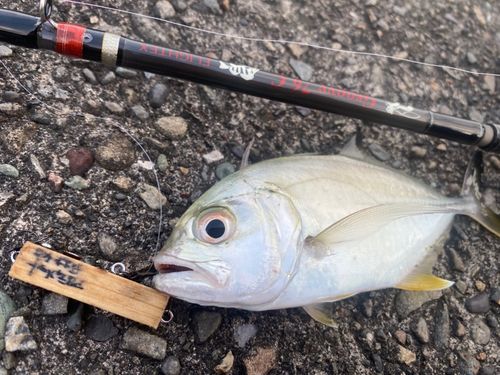 メッキの釣果