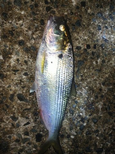 コノシロの釣果