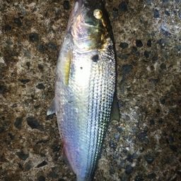 コノシロ