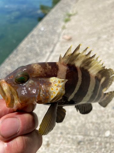 舞鶴湾
