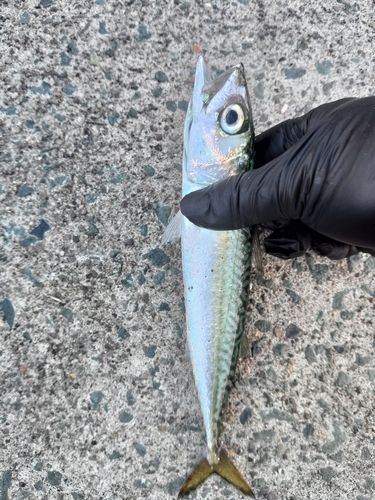 サバの釣果