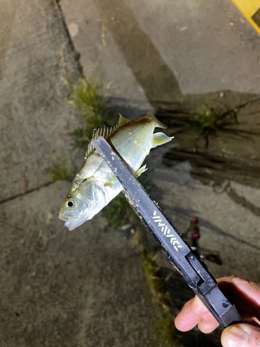 セイゴ（ヒラスズキ）の釣果